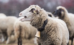 Επτά έκτακτα μέτρα για την αντιμετώπιση της ευλογιάς των αιγοπροβάτων